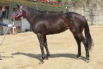 ��½�����ũ (RAON SPIKE) ����