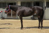 ������̾�Ʈ (RAON GIANT) ����