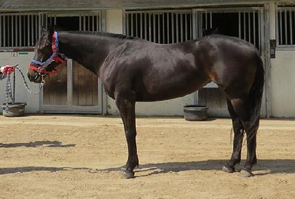 ������̾�Ʈ ����