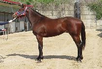 ��´��ں�� (RAON THE COBRA) ����