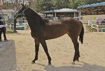 ��������ũ (SHOOT UP SPARK) ����