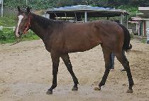 ��忡ġ�� (GOLD ETCHED) ����