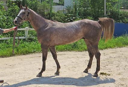 ���к����̵� ����