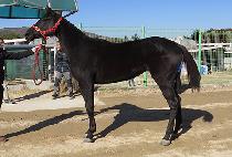 ��������̵� (SEVEN BLADE) ����