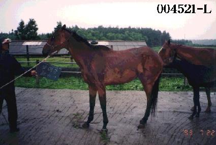 �޷��� ����