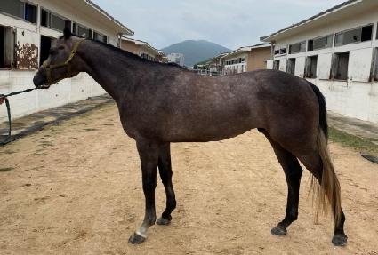 ���̾ƺ��� ����