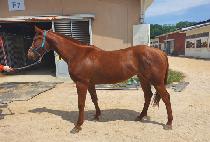 ������ (GOLD ROSE) ����