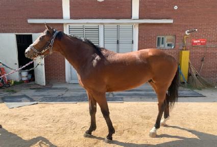 �����÷��� ����