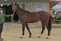 ��������� (MORNING PRINCE) ����