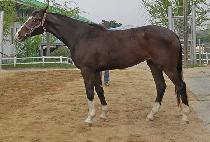 �򽺸�Ʈ (BIG SMART) ����