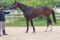 �ϴ��ູ (HANEUL CHUKBOK) ����