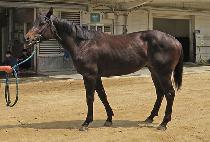 SMARTY GLORY picture