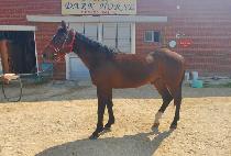 �������� (RELEASE EDITION) ����