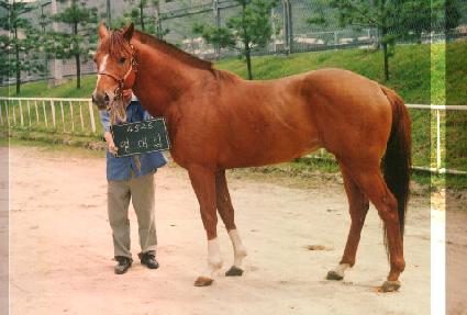 ���븲 ����