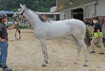 ȭ��Ʈ���̾� (WHITE DIA) ����