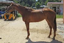 �ٵ��ٵ� (BADEN BADEN) ����