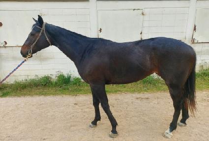 �ҽ�Ÿ ����