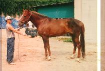 ������ (KOSOK HANG) ����