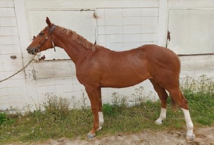 ������Ʈ���� ����