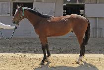 ��ȣ��ī�� (TOHO SKY) ����