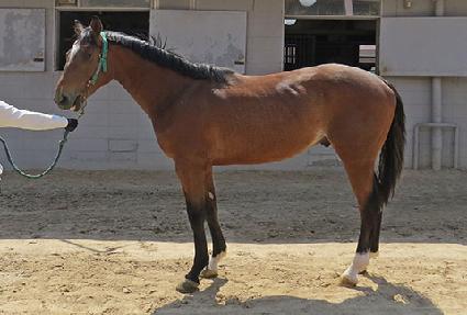 ��ȣ��ī�� ����