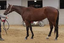 ��ٸ���� (BAEDARI KWAEGEOM) ����