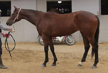 ��ٸ���� ����