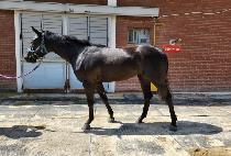 WIND VICTORY picture