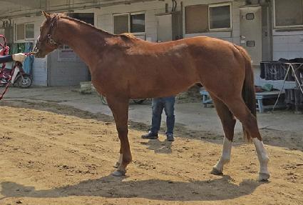 ���佺 ����