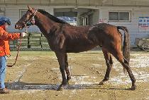 ���ý�ȭ (PURPLE SHINHWA) ����