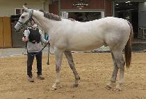 ���ÿ��̽� (PURPLE ACE) ����