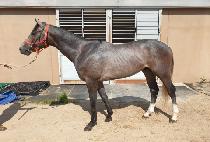 ���ݶ��� (NICHOLAS G.) ����