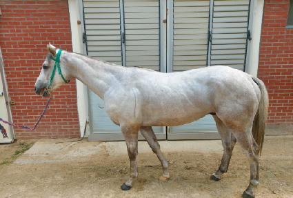 �ö��׾Ʒ� ����