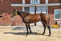 ��������Ʋ (SUCCESS BATTLE) ����