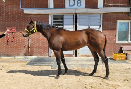 ��������Ʋ ����