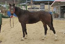 ����ų�� (WONPYEONG KILLAR) ����