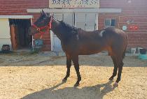 ��Ÿ��ƽŷ�� (FANTASTIC KINGDOM) ����