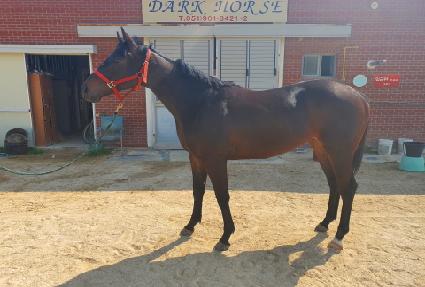 ��Ÿ��ƽŷ�� ����