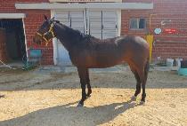 �����Ƹ��� (AQUA MAGIC) ����