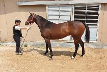 ������� (HERE THE QUEEN) ����