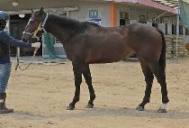 �ݸ�Ÿ�� (COLITAS) ����