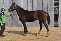 �����÷��� (WOLF PLAY) ����