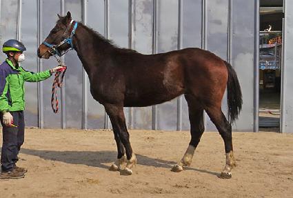 �����÷��� ����