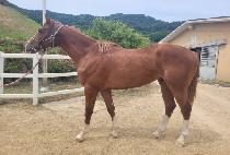 ����� (SAVAHA) ����