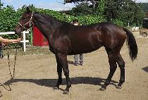 �׸��ǵ� (GREEN SHIELD) ����