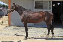 ���̾�Ʈ�귯 (GIANT RULER) ����