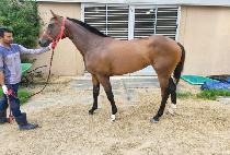 �����̰��� (B.K. GALLOP) ����