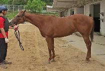 ������ (SAENAE QUEEN) ����