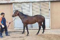 �����̽�Ÿ (OK STAR) ����