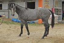 FINAL CHUKJE picture